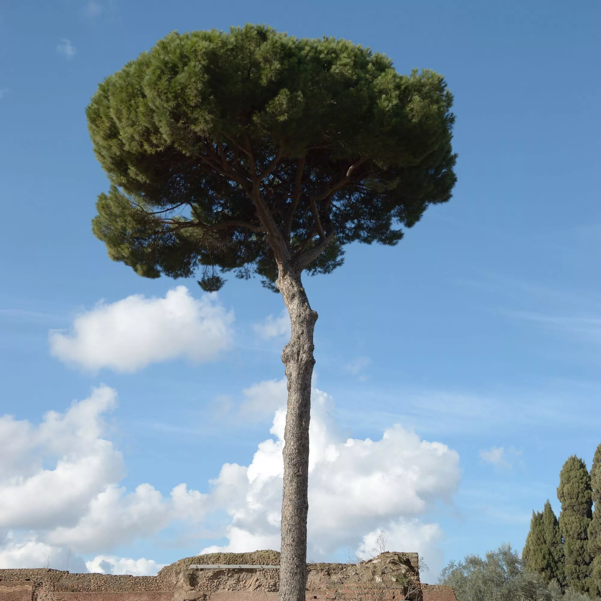 Pinus pinaster