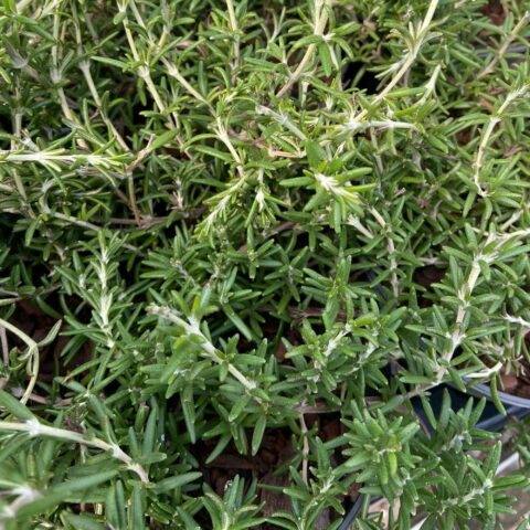 Rosmarinus officinalis "Prostratus Capri"