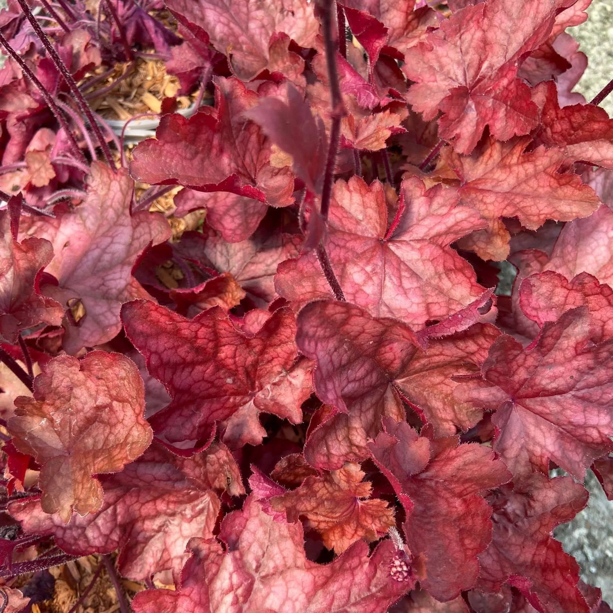 Heuchera "Fire Chief"