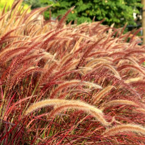 Pennisetum x advena "Fireworks"