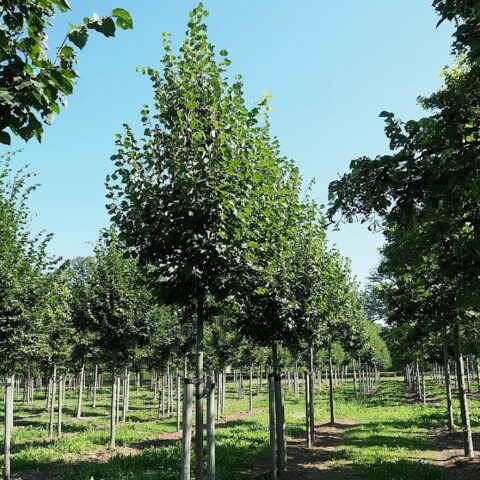 Tilia cordata "Greenspire"