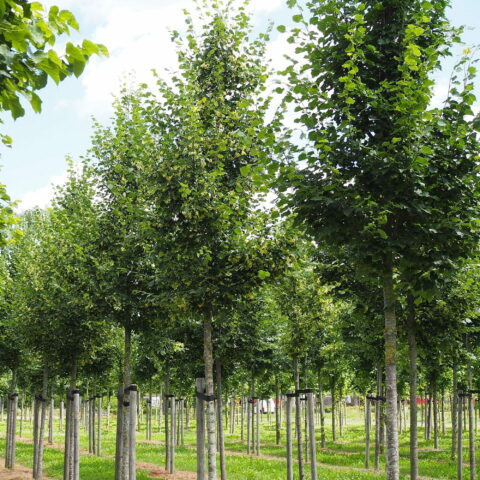 Tilia cordata "Rancho"