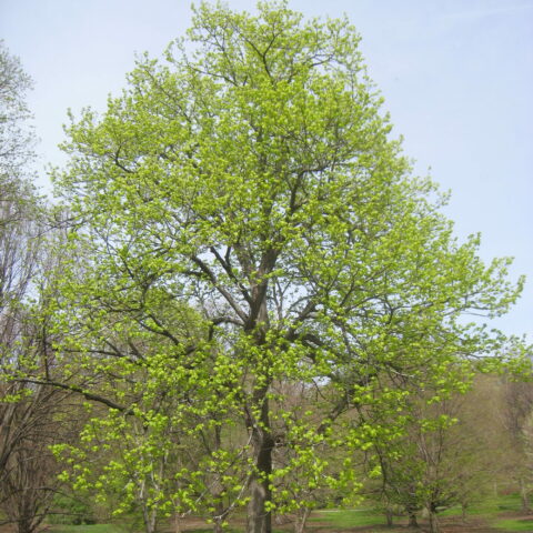 Tilia americana
