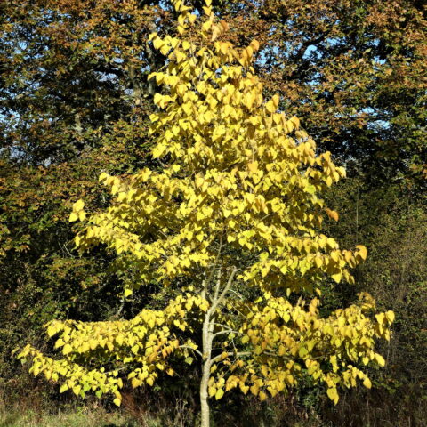 Tilia chingiana