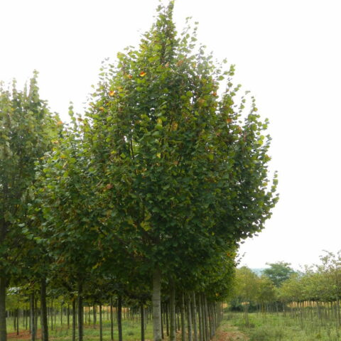 Tilia platyphyllos "Zelzate"