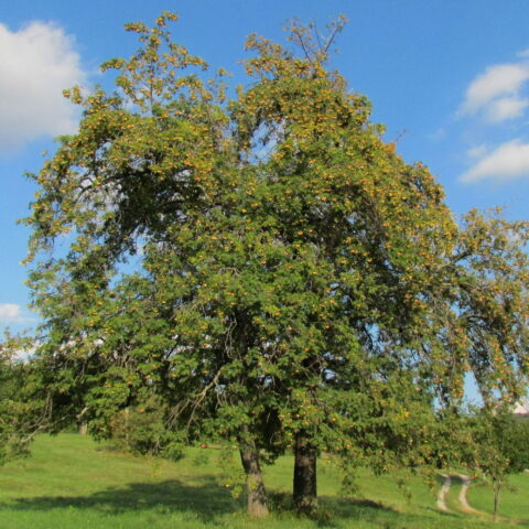 Sorbus domestica
