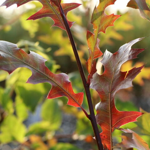 Quercus texana "New Madrid"