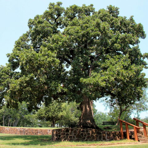 Quercus stellata