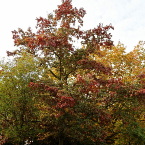 Quercus coccinea "Splendens"
