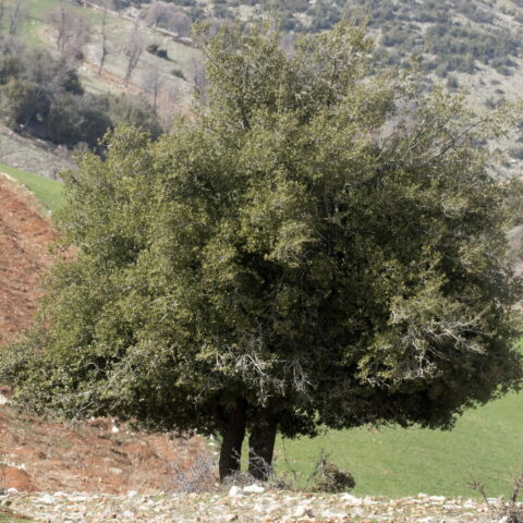 Quercus coccifera