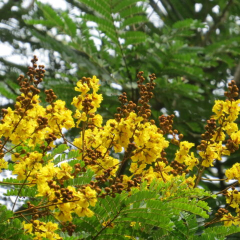 Peltophorum pterocarpum