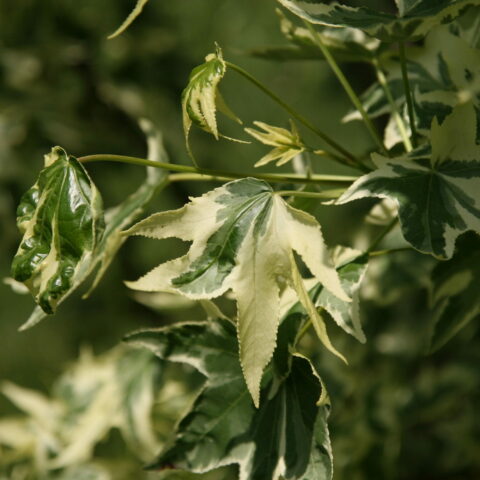 Liquidambar styraciflua "Silver King"