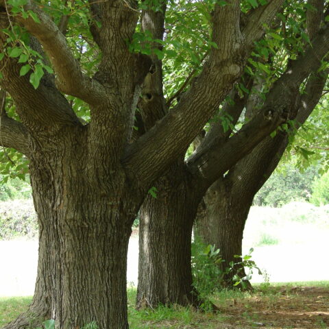 Morus alba "Fruitless"