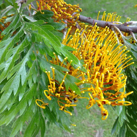 Grevillea robusta