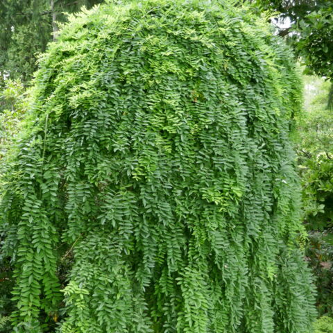 Caragana arborescens "Pendula"