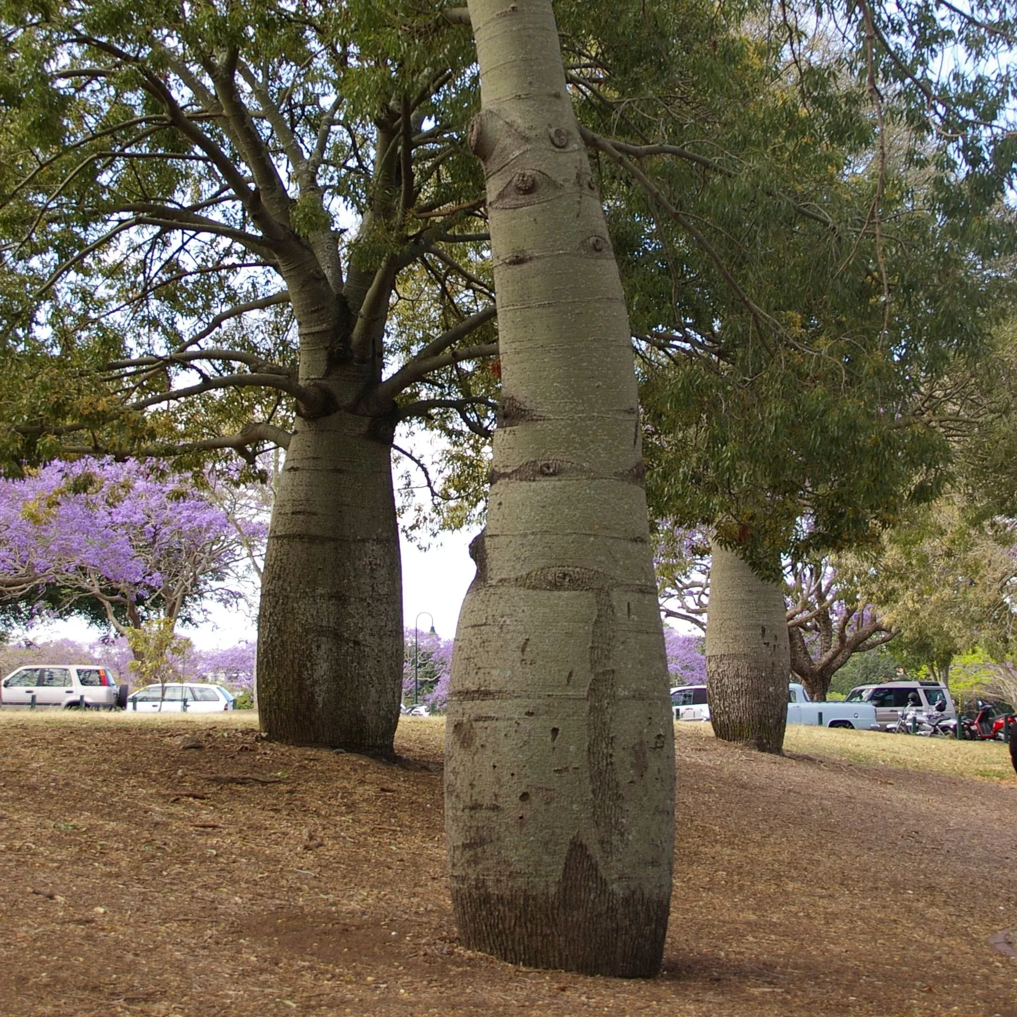 Brachychiton rupestris