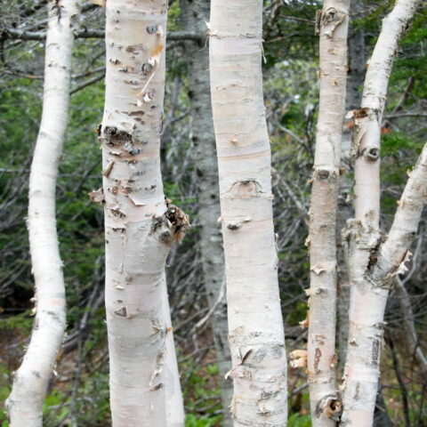 Betula papyrifera