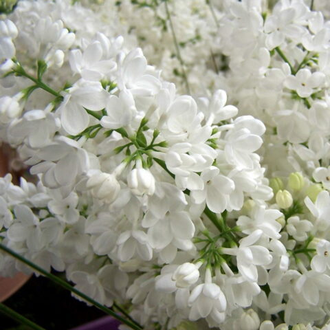 Syringa vulgaris "Madame Florent Stepman"