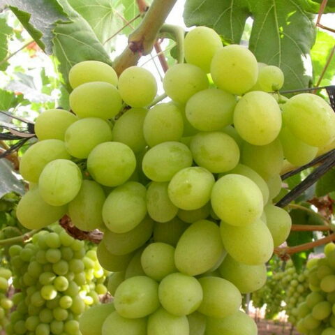 Uva da tavola bianca "Sugraone"