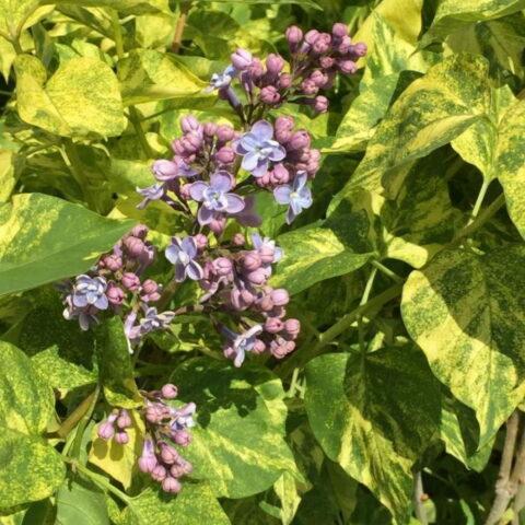 Syringa vulgaris "Aucubaefolia"