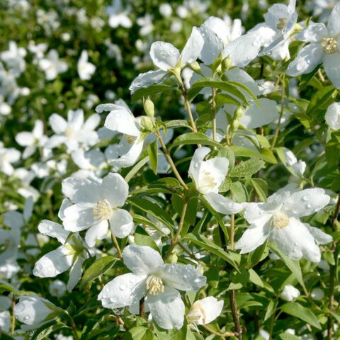 Philadelphus "Silberregen"