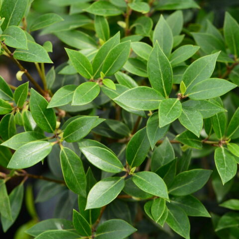 Osmanthus heterophyllus "Myrtifolius"