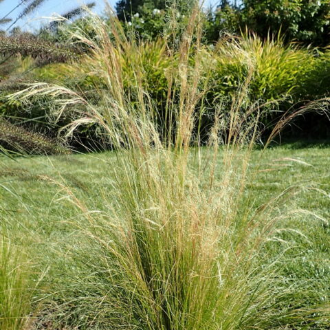 Stipa tenuissima