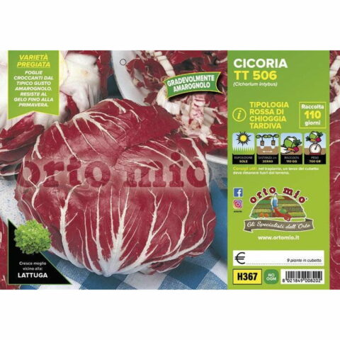 Cicoria e Radicchio Rosso di Chioggia tardiva "TT 506"