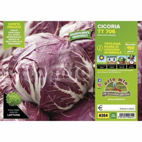 Cicoria e Radicchio Rosso di Chioggia invernale "TT 706"