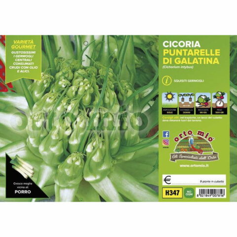 Cicoria e Radicchio catalogna puntarelle di Galatina