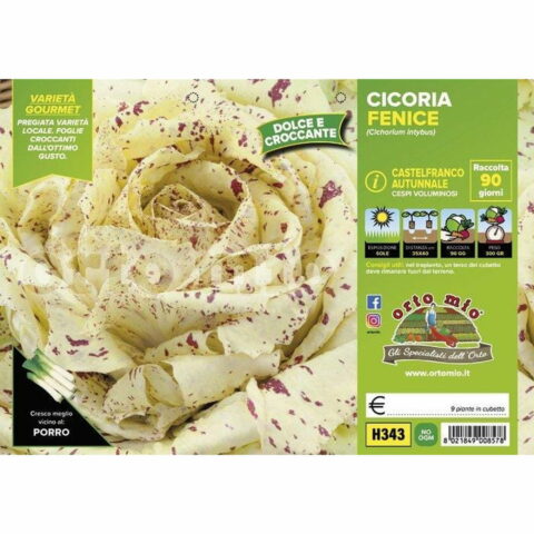 Cicoria e Radicchiovariegato di Castelfranco "Fenice"