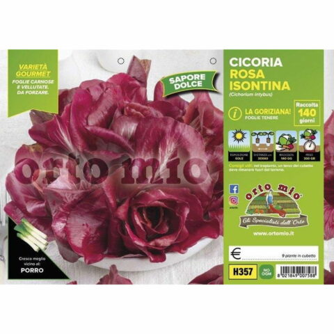 Cicoria e Radicchio Goriziana o Rosa Isontina