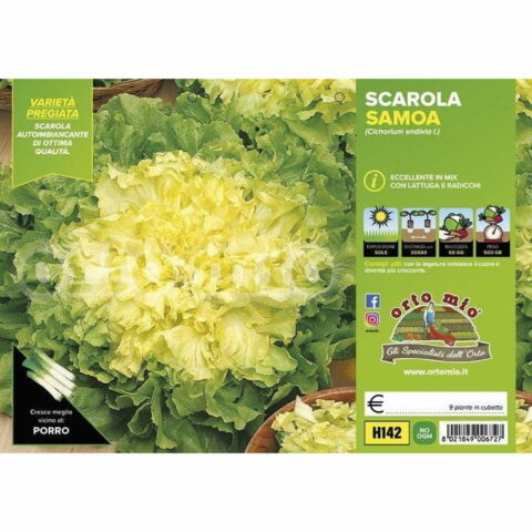 Indivia Scarola bionda a cuore pieno "Samoa"
