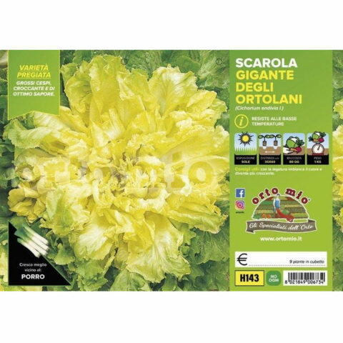 Indivia Scarola gigante degli ortolani "Torino"