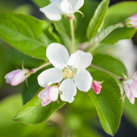 Malus "Comtesse de Paris"