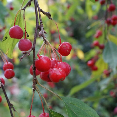 Malus "Red Jewel"