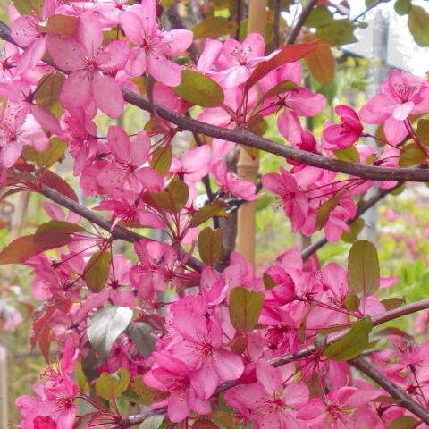 Malus "Royal Raindrops"