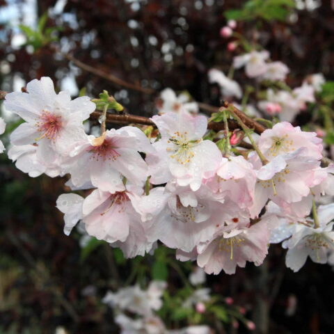 Prunus x subhirtella "Autumnalis Rosea"