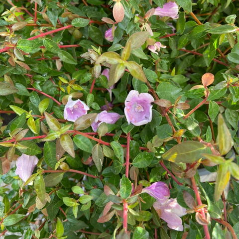 Abelia x grandiflora "Pinky Bells"