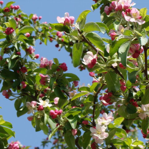 Malus "Golden Hornet"