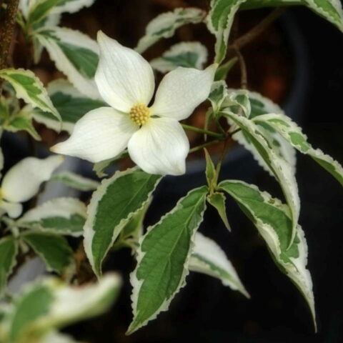 Cornus kousa "Re Tivano"