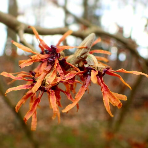 Hamamelis x intermedia "Diane"