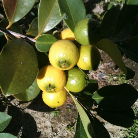Psidium guineense