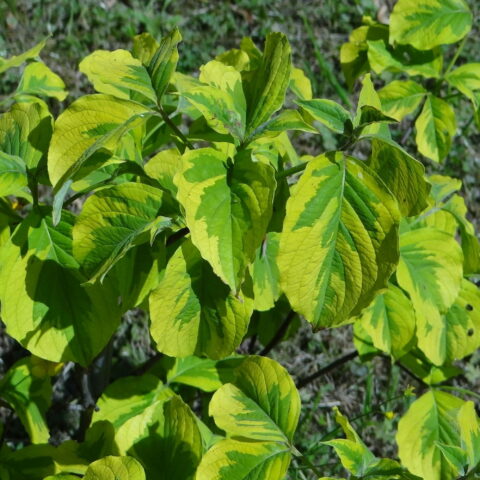 Cornus florida "Rainbow"