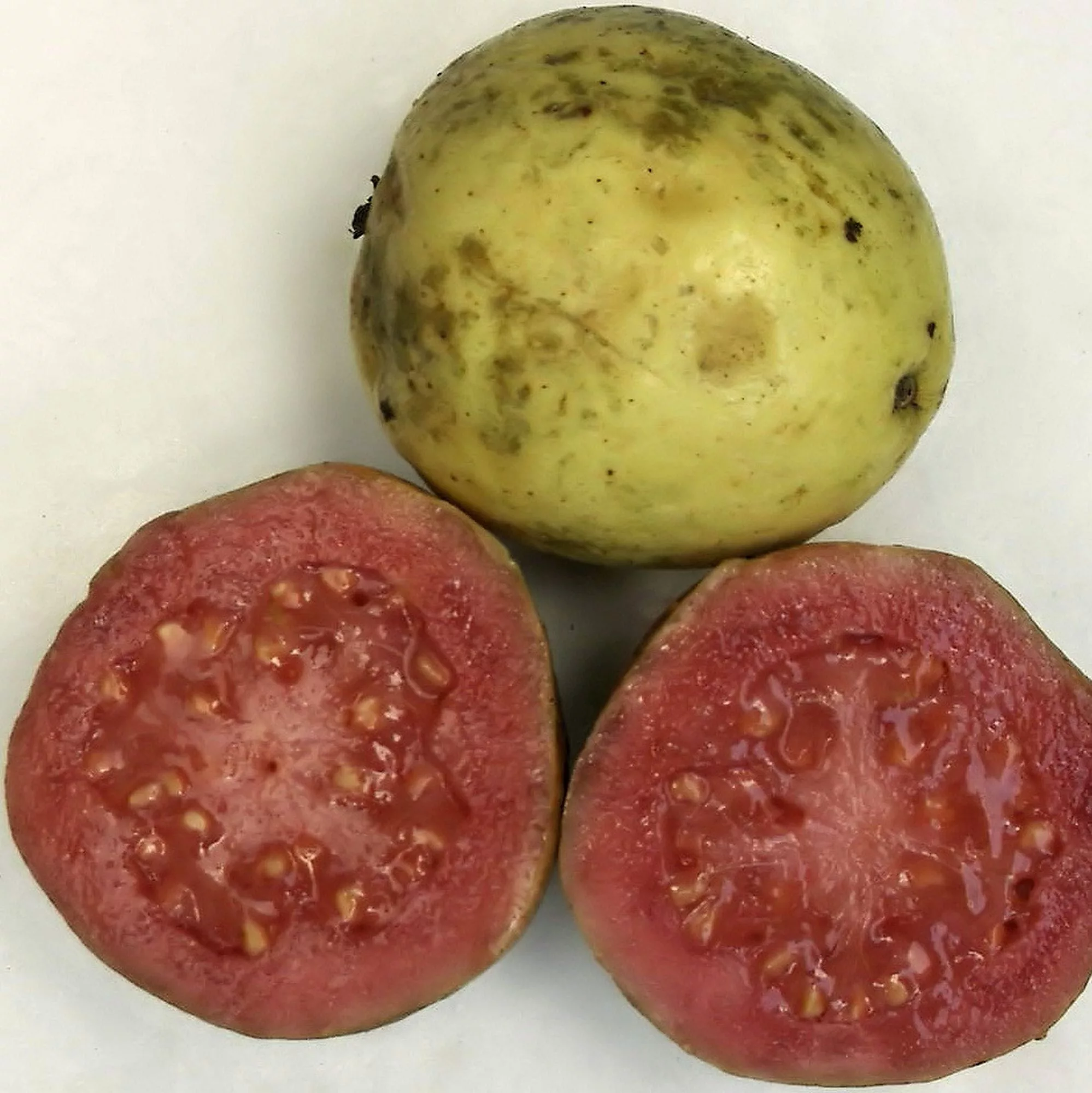 Psidium guajava - polpa rossa