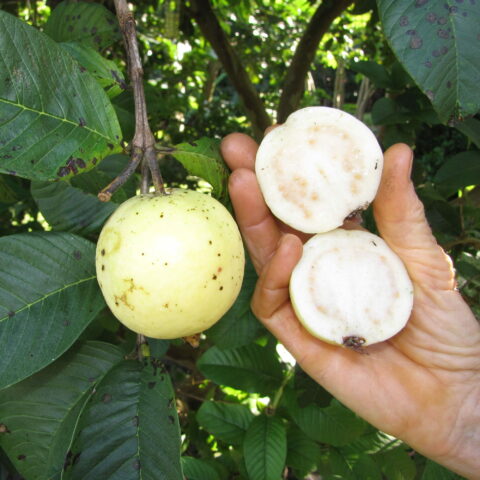 Psidium guajava - polpa bianca