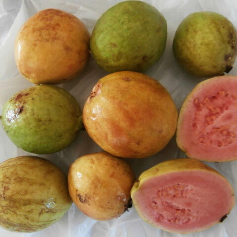 Psidium guajava - polpa rosa