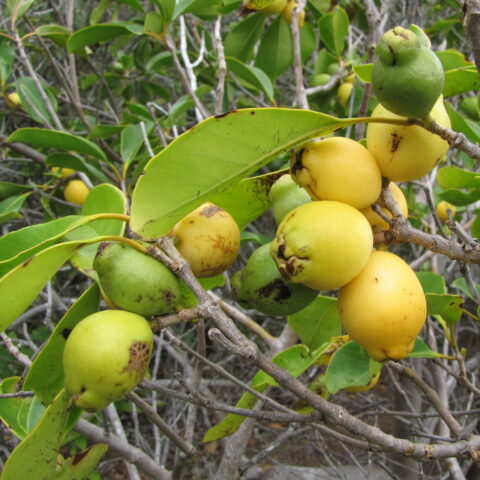 Psidium cattleianum var. lucidum "Gialla"