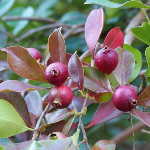 Psidium cattleianum "Rossa"