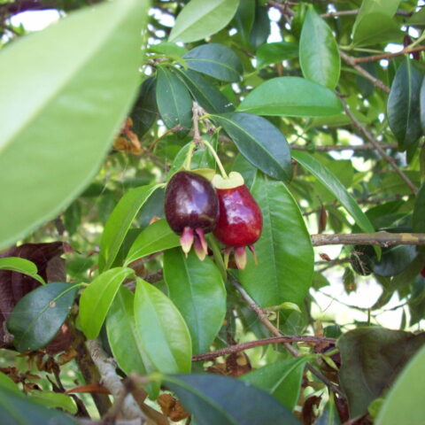 Eugenia aggregata